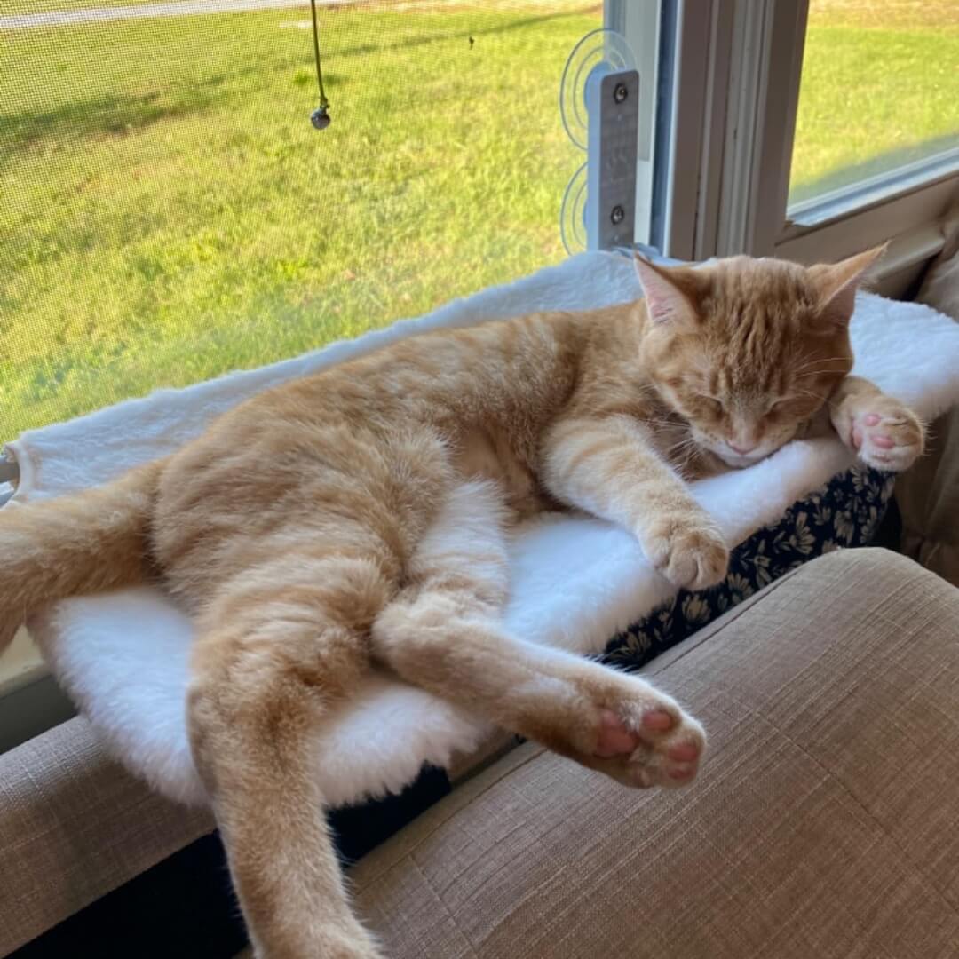 Nymock Cozy Cat Lounger