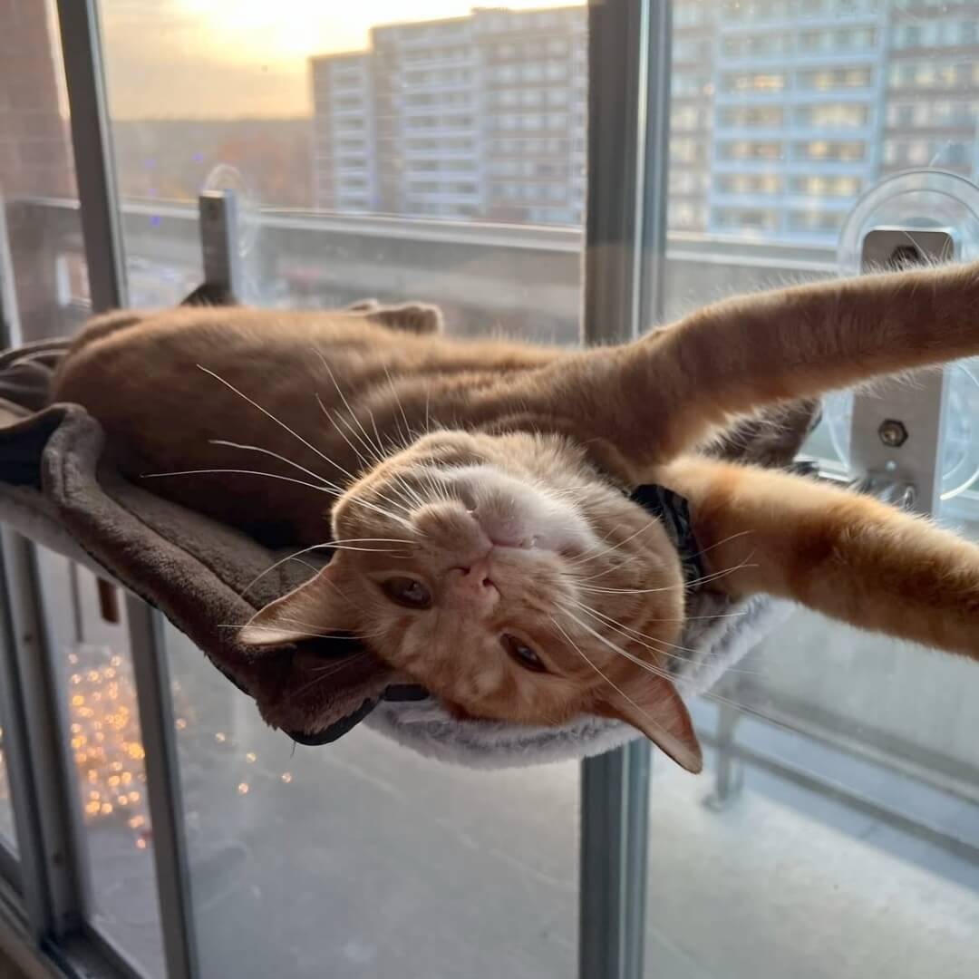 Nymock Cozy Cat Lounger