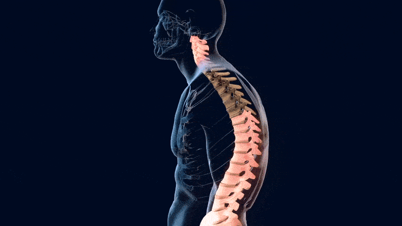 Posture Perfect Back Support